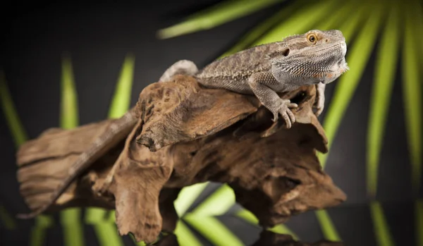 Lagarto animal, Dragón barbudo Imagen de stock