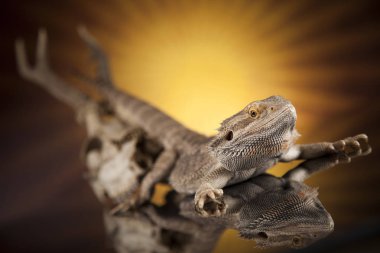 Dragon kertenkele ve kafatası