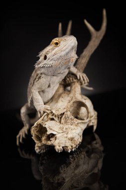 Dragon kertenkele ve kafatası 