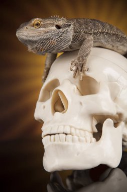 Kafatası ile sakallı agama