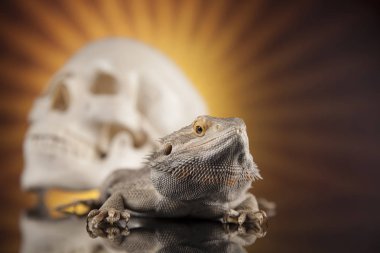 Agama kertenkele ve kafatası 