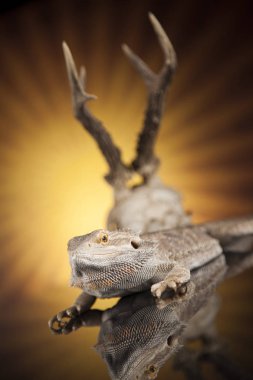 Dragon kertenkele ve kafatası 