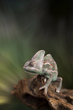 Yeşil bukalemun kertenkele 