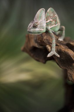Yeşil kertenkele, bukalemun