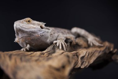 Kertenkele Dragon, Agama sakallı