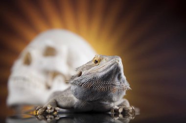 Kertenkele insan kafatası ile