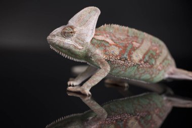 Bukalemun yeşil kertenkele