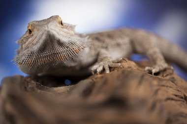 Sakallı agama kertenkele 