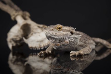 Hayvan kafatası ile Agama kertenkele