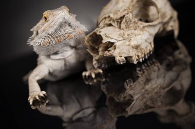 Dragon kertenkele ve kafatası 