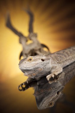 Dragon kertenkele ve kafatası