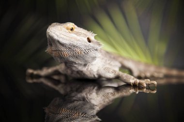 Hayvan kertenkele, sakallı Ejder