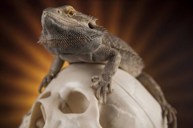 Kertenkele insan kafatası ile