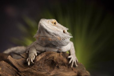 Kök Dragon sakallı 