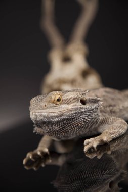 Dragon kertenkele ve kafatası 