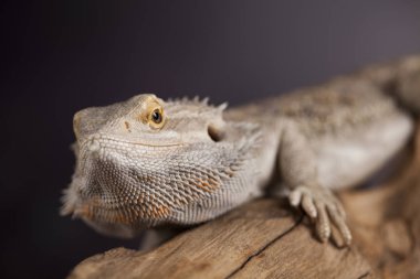 Agama Ejderha Kertenkele