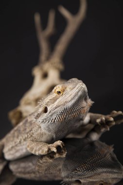 Dragon kertenkele ve kafatası 