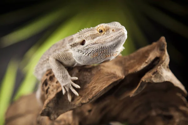 Eidechse, Bartagame — Stockfoto