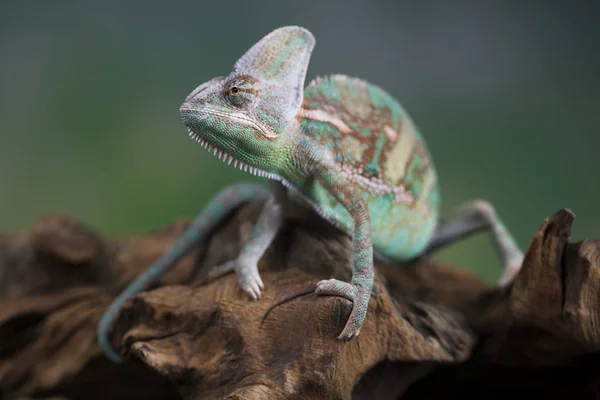 Chameleon lizard sits at root — Stock Photo, Image