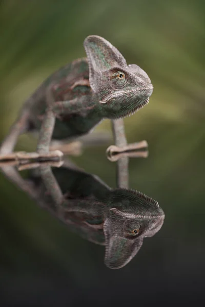 Зеленая ящерица, хамелеон — стоковое фото