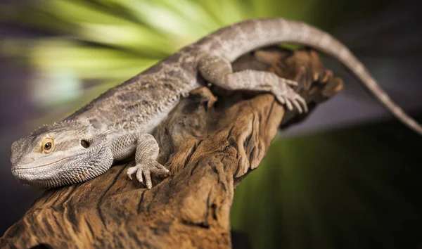 Ödla Bearded Dragon, Agama — Stockfoto