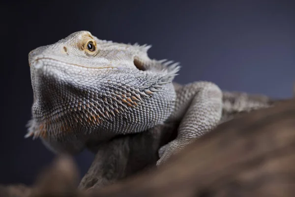 Bartagame auf Wurzel — Stockfoto