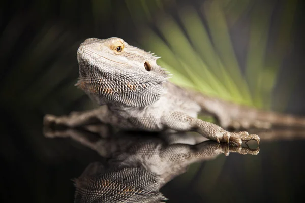 Eidechse, Bartagame — Stockfoto