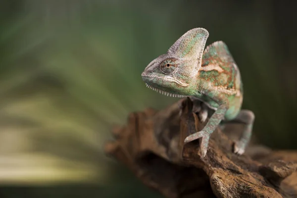 Green lizard, chameleon — Stock Photo, Image
