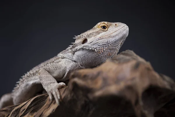 Agama bearded lizard — Stock Photo, Image