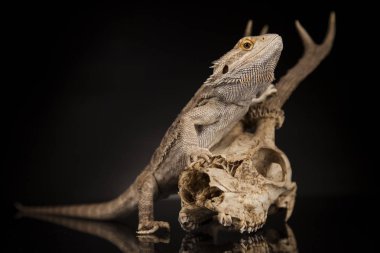 Dragon kertenkele ve kafatası 