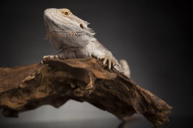 Kök Dragon sakallı