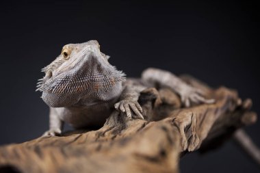 Sakallı agama kertenkele 