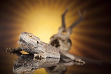 Dragon kertenkele ve kafatası