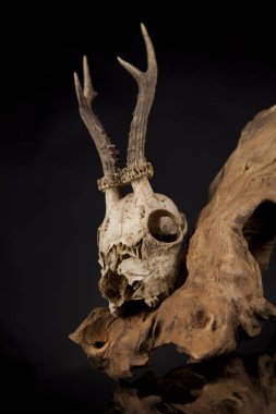 Geyik kafatası yıpranmış