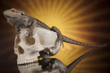 Kertenkele insan kafatası ile