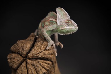 Kök yeşil bukalemun
