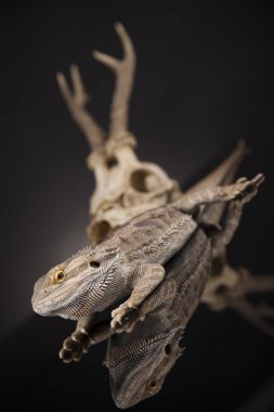 Dragon kertenkele ve kafatası