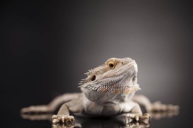 Agama Ejderha Kertenkele