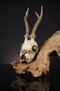 Geyik kafatası yıpranmış