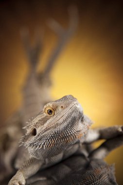 Dragon kertenkele ve kafatası