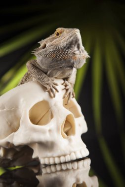 Kertenkele insan kafatası ile