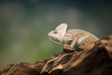 Bukalemun kertenkele kök dizininde oturur
