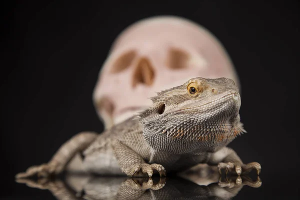 Lagarto com crânio humano — Fotografia de Stock