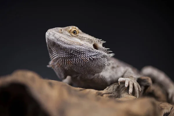 Agamabärtige Eidechse — Stockfoto