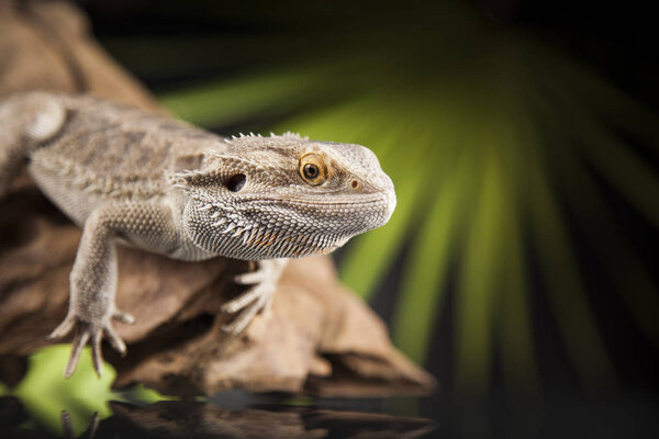 Корнебородый дракон
 