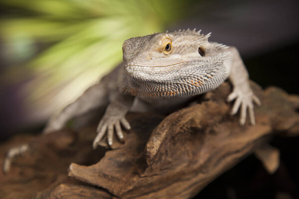 Ящерица агама драгона

