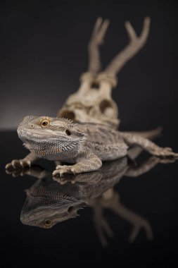 Hayvan kafatası ile Agama kertenkele