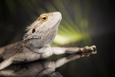 Agama Ejderha Kertenkele