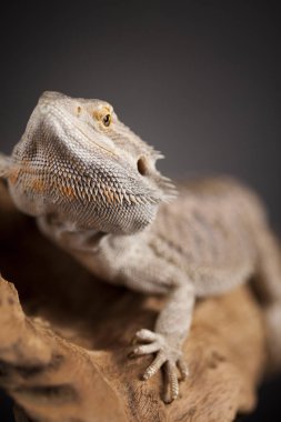 Sakallı agama kertenkele 