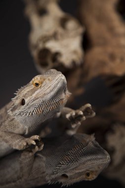 Dragon kertenkele ve kafatası 